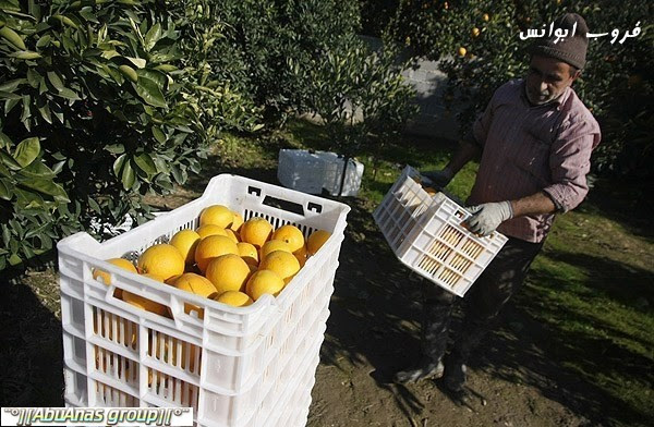 حصاد البرتقال في ايران