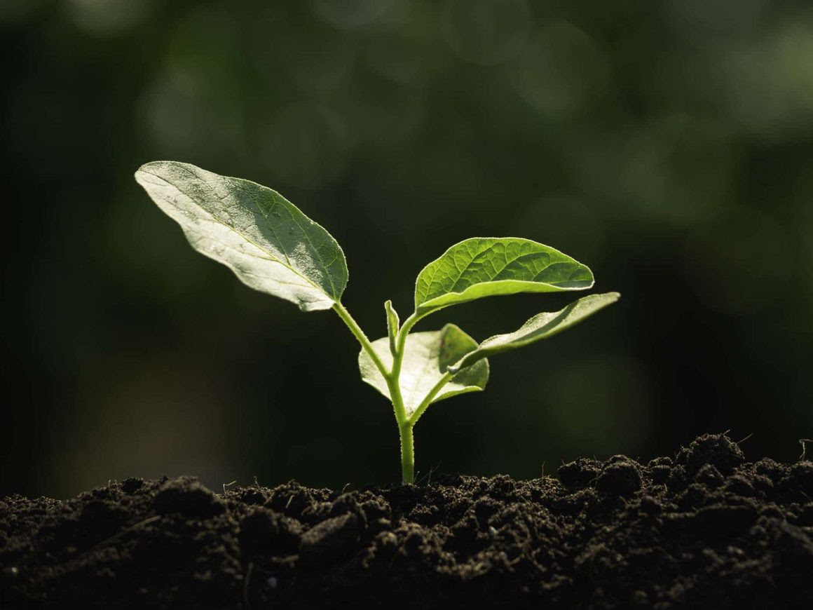 Tiny plant emerging from soil