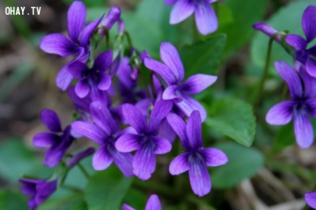Hoa Violet: Anh luôn trung thành với em, đừng nghi ngờ anh.,ngôn ngữ các loài hoa,hoa đẹp,hoa ngữ