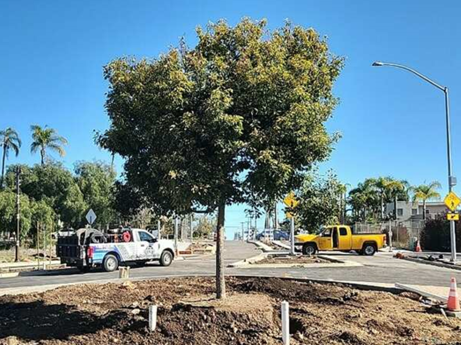 72” box tree planted at roundabout in Redwood Street 