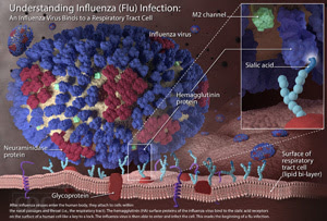 Understanding Flu Viruses 