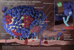 Understanding Flu Viruses