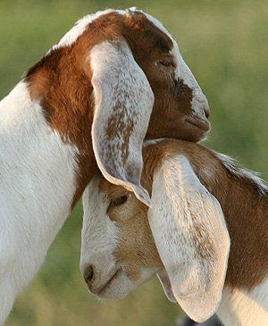 Boer goats #goatvet
