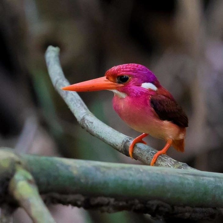 10. South Philippine Dwarf Kingfisher