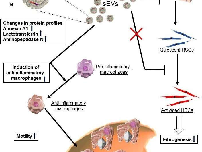 A glimmer of hope: New weapon in the fight against liver diseases