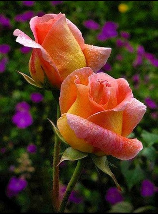 Rose-Orangee-Yellow