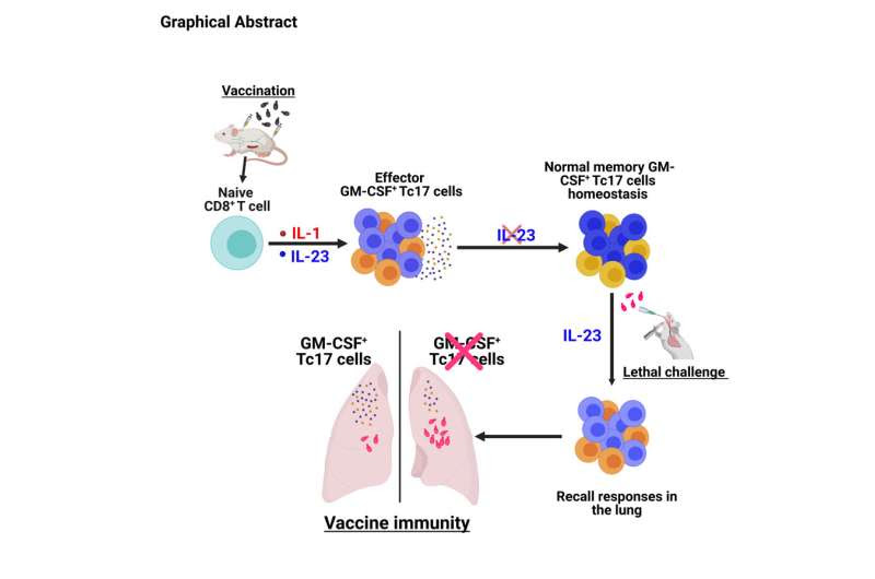 Study identifies key T cells for immunity against fungal pneumonia