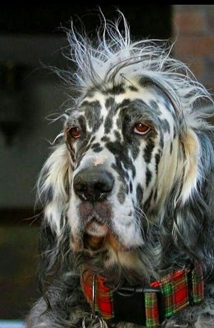 Dog-bad-Hair