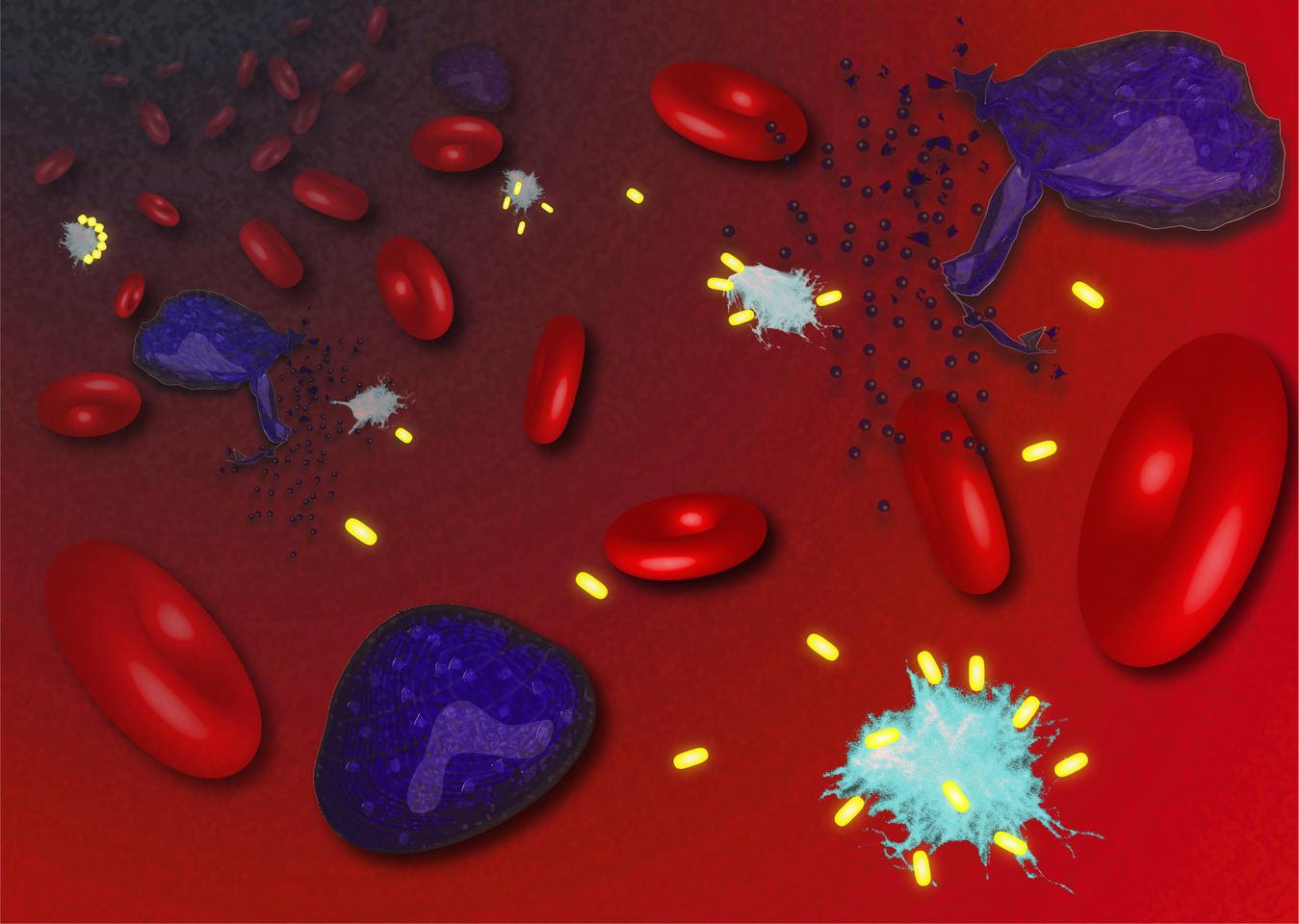 Artist's impression of infected cells (purple) bursting and releasing ASC specks (light blue), which are then targeted and dissolved by the alpaca nanobodies (yellow) to temper inflammation