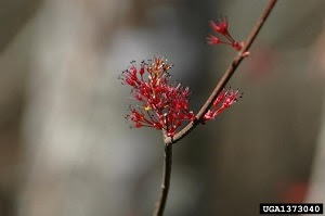 the flower of a red maple tree in spring