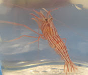 Peppermint shrimp
