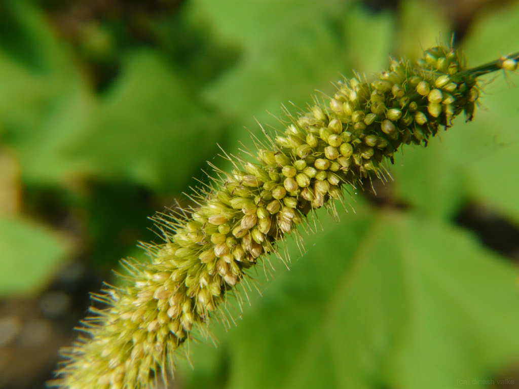 Setaria sp. ... for ID