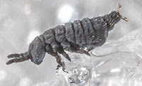 Snow flea