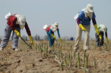 Importaciones de espárragos de Perú por parte de Estados Unidos alcanzaron las 101.999 toneladas en 2021, mostrando un aumento de 9%