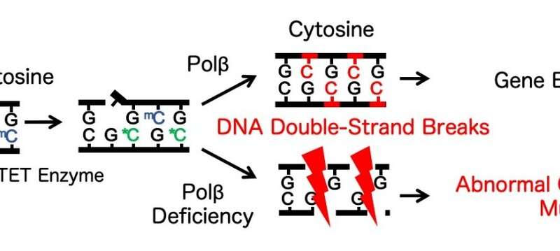 DNA repair supports brain cognitive development