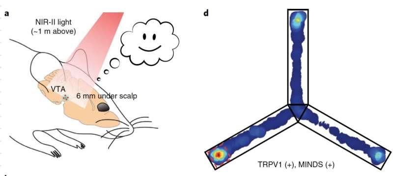 Researchers control brain circuits from a distance using infrared light