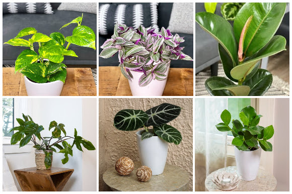 Bright Light Houseplants