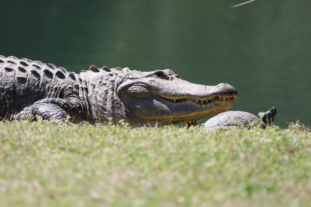 Amazing Friendship Between Reptiles