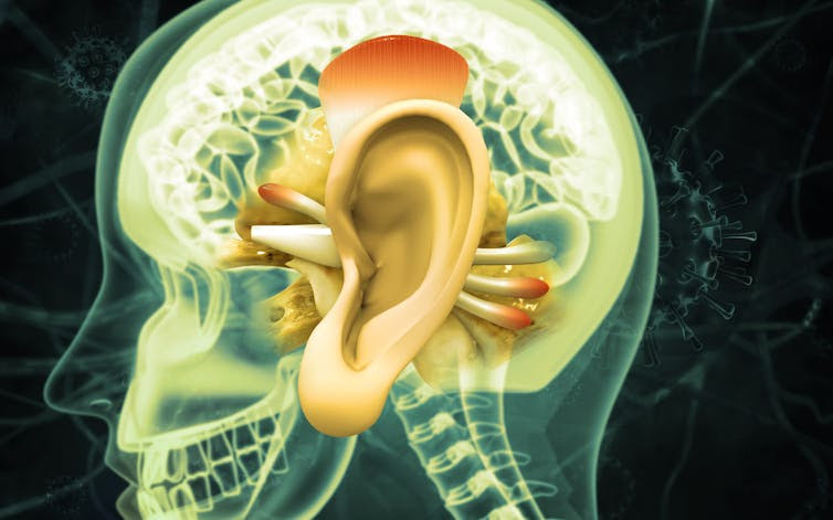 artist's rendering of human ear anatomy