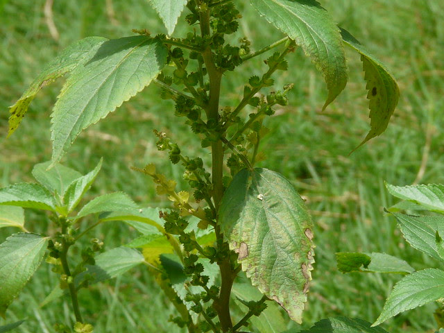 Acalypha lanceolata Willd.