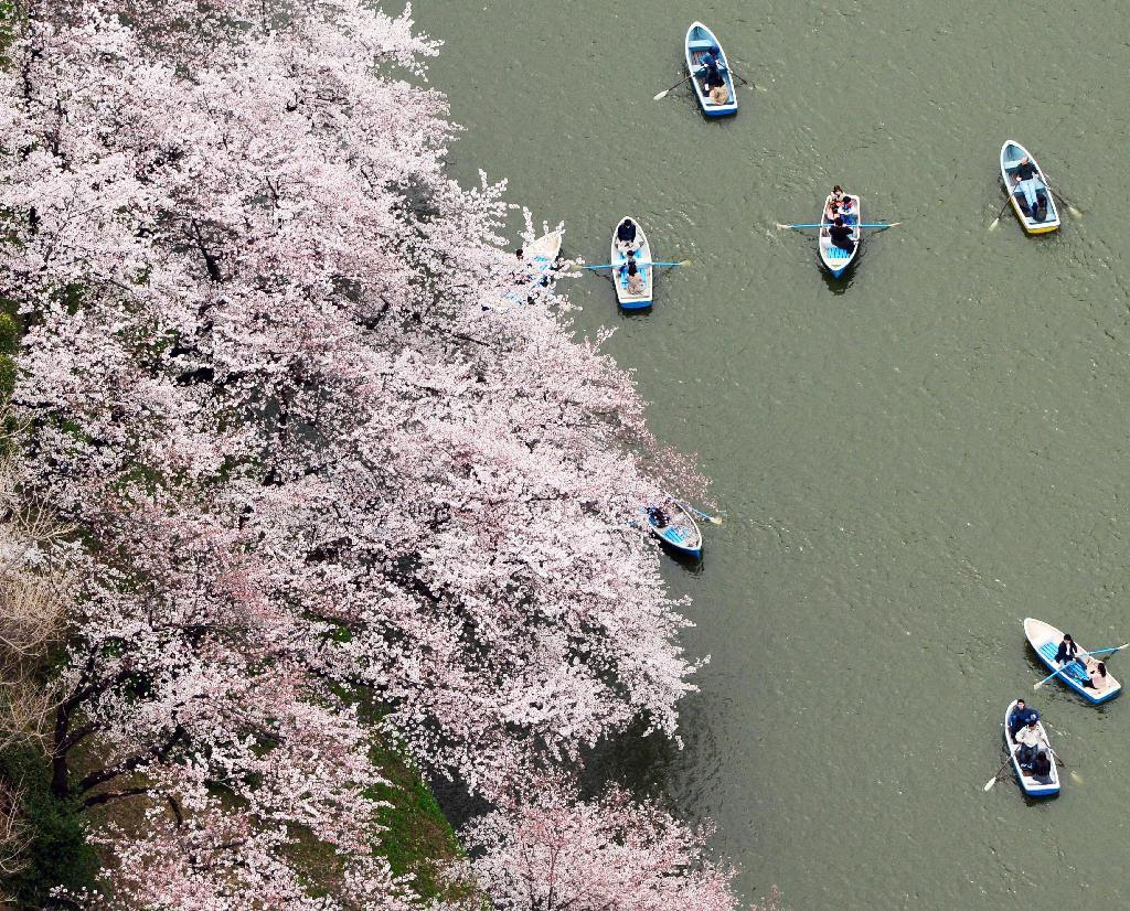 東京・千鳥ケ淵でボートから満開の桜を楽しむ人たち=29日(共同通信社ヘリから)