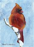 Red Cardinal ACEO - Posted on Wednesday, November 19, 2014 by Janet Graham
