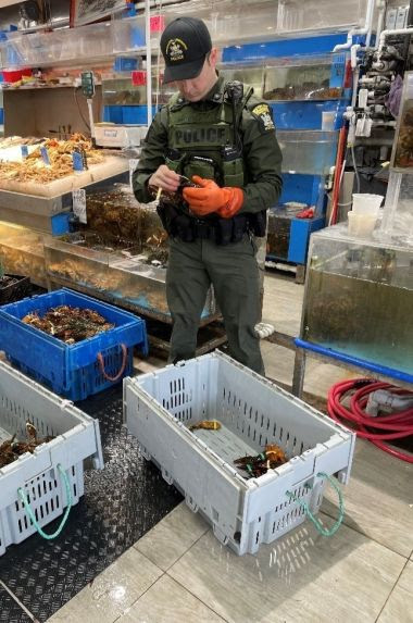 ECO measures fish at fish market