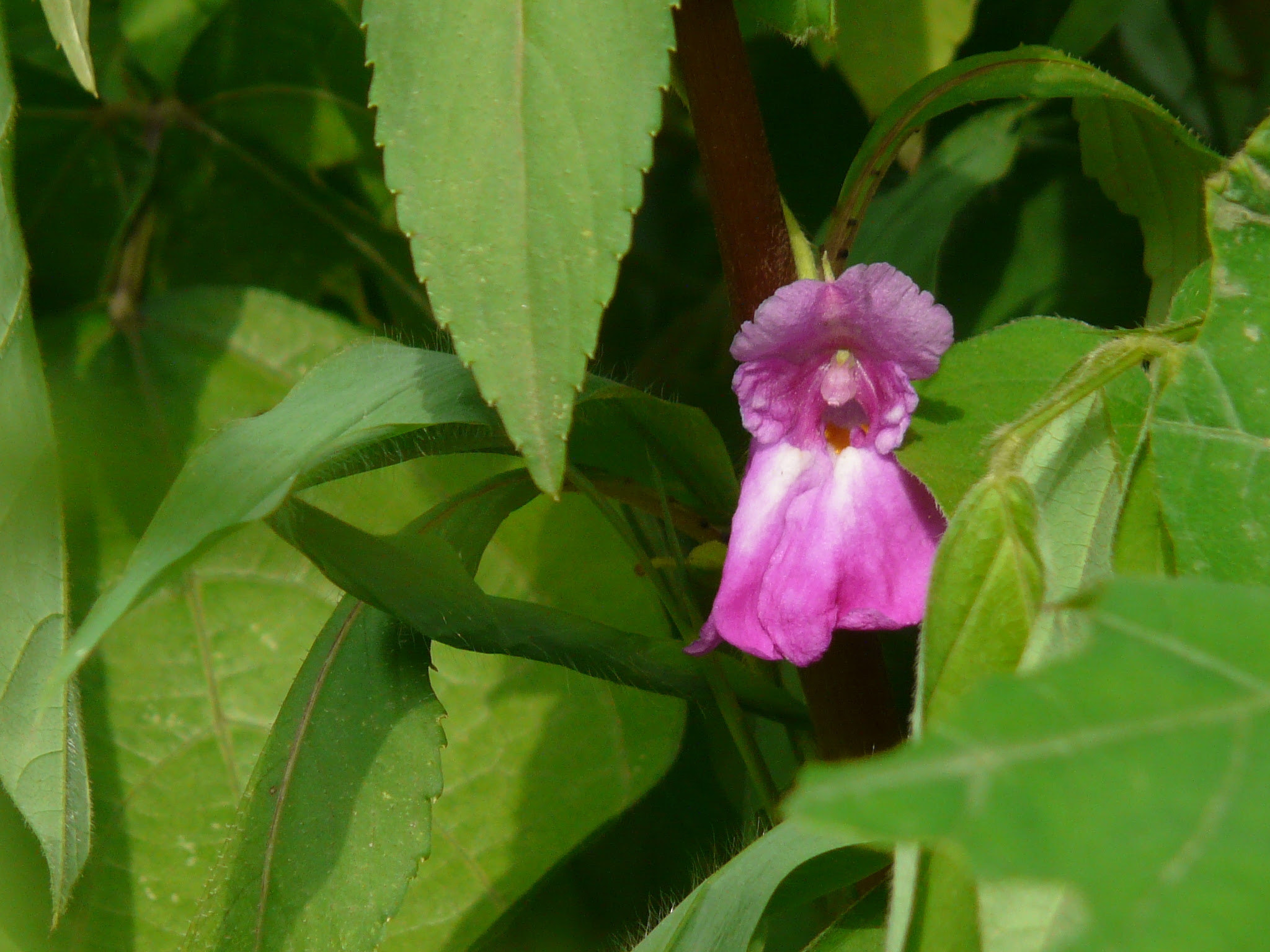 Impatiens balsamina L.