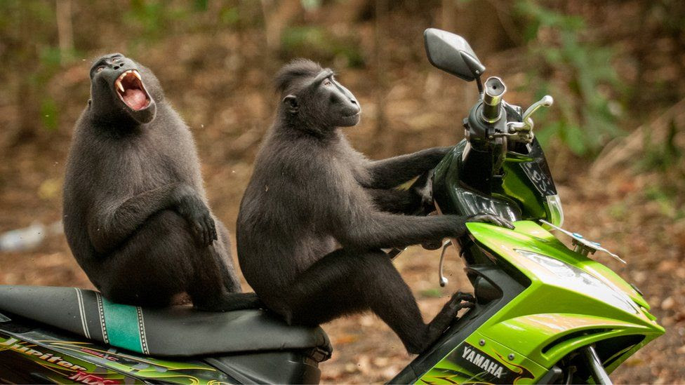 Two monkeys on a bike