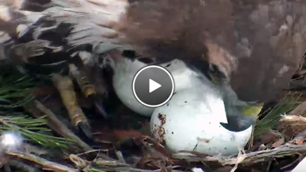 Watch Big Red Tend To Her Two Eggs