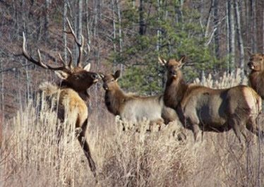 Elk herd