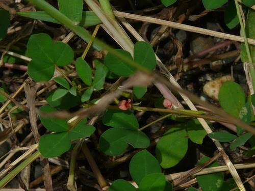 Indigofera sp. ... FOR ID