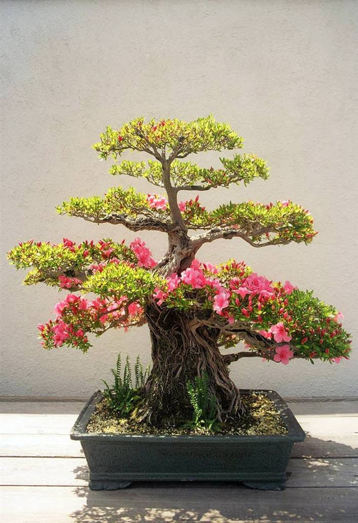 Những cây bonsai đẹp nhất của Nhật Bản 53ee2e3b-e459-415d-ae05-b2ee5d150264