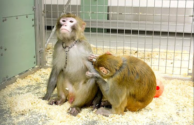 Foto: apen in het Herseninstituut