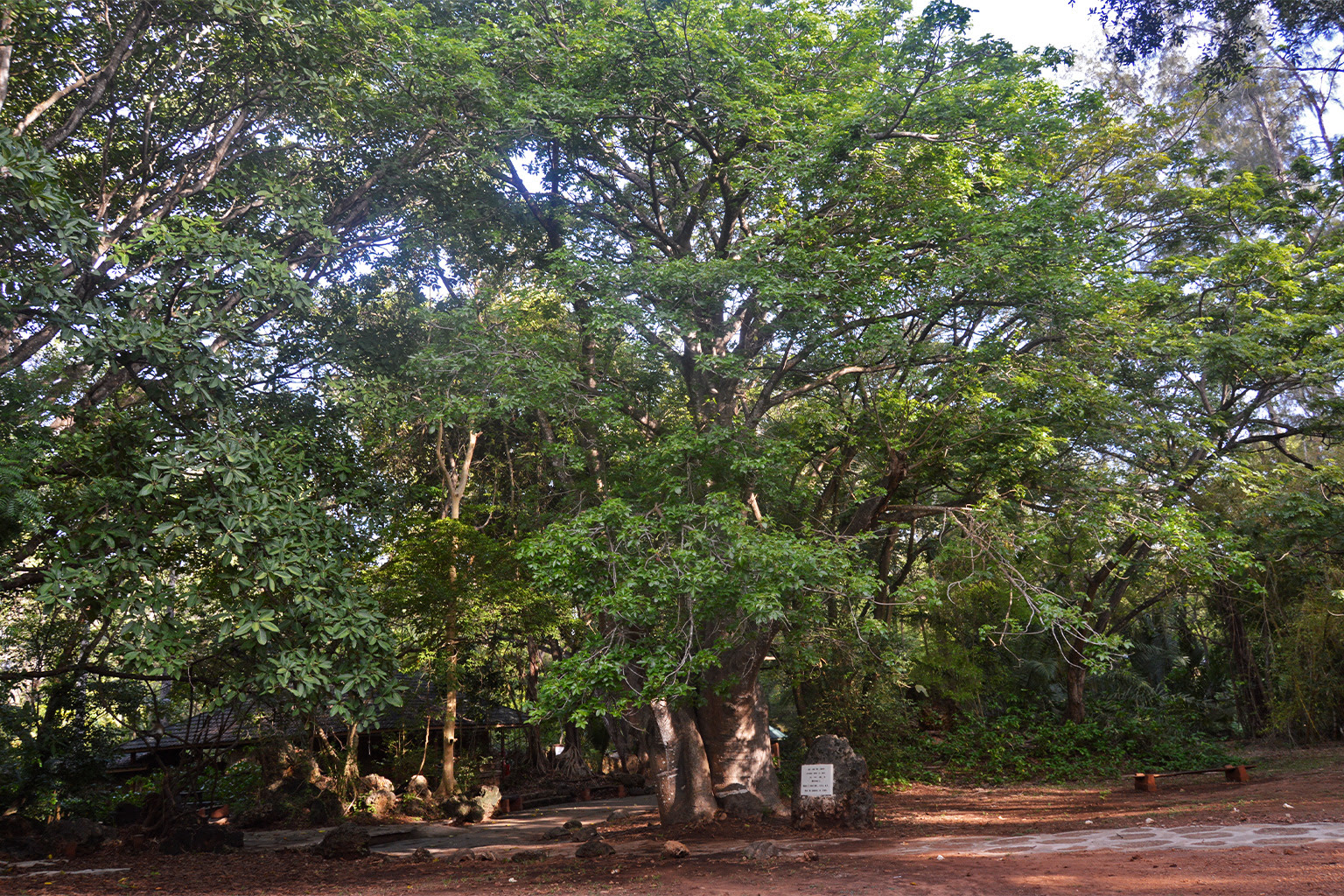 A baobab tree (Adansonia digitata) at the Haller Park in Bamburi, Mombasa.