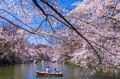 Na primavera, as flores de cerejeira tomam conta do Japão e dão o clima romântico