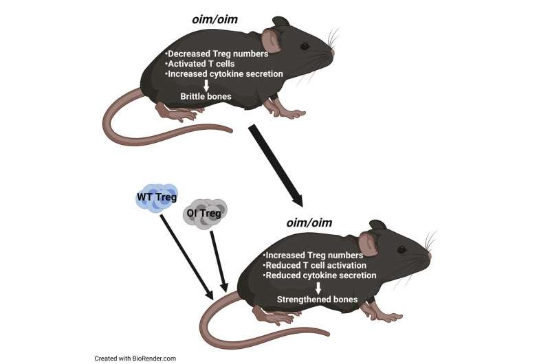 Treg cell transplantation proves effective in treating brittle bone disease in mouse model