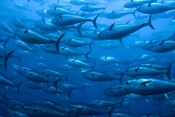 Final Rule: Restricted-Fishing Days For The 2023 Atlantic Bluefin Tuna  Fishery - The Fisherman