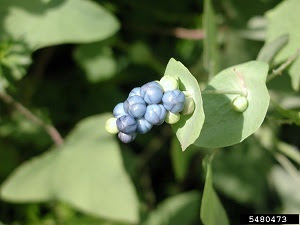 Mile-a-minute weed fruit