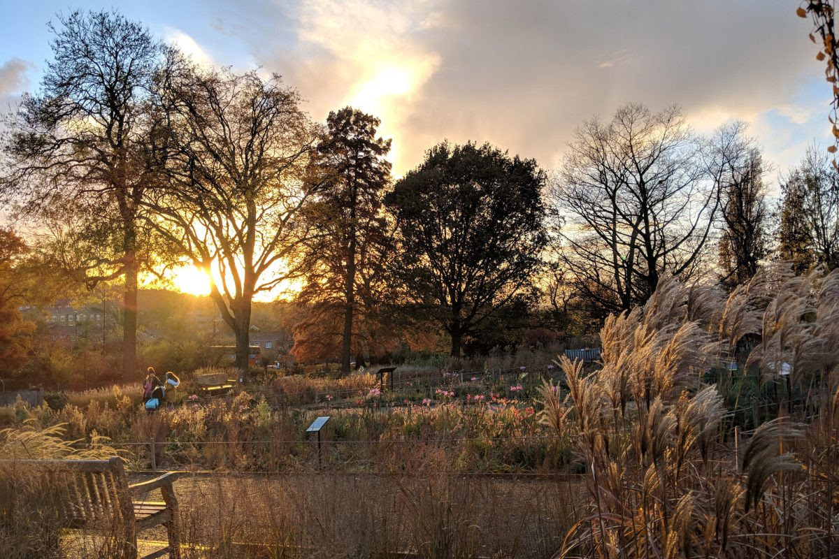 The Grasslands Gardens at sunset in autumn