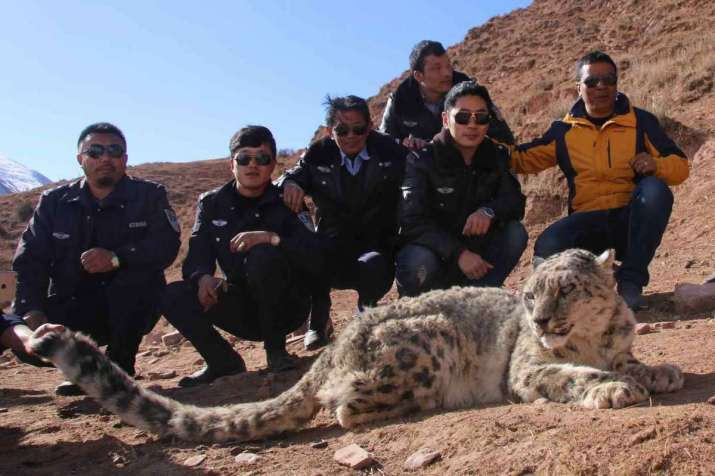Local residents and forest rangers release a snow leopard that was captured after invading a village sheep paddock. From news.ctgn.com