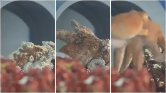 Watch an octopus waking up from what scientists think could have been a nightmare