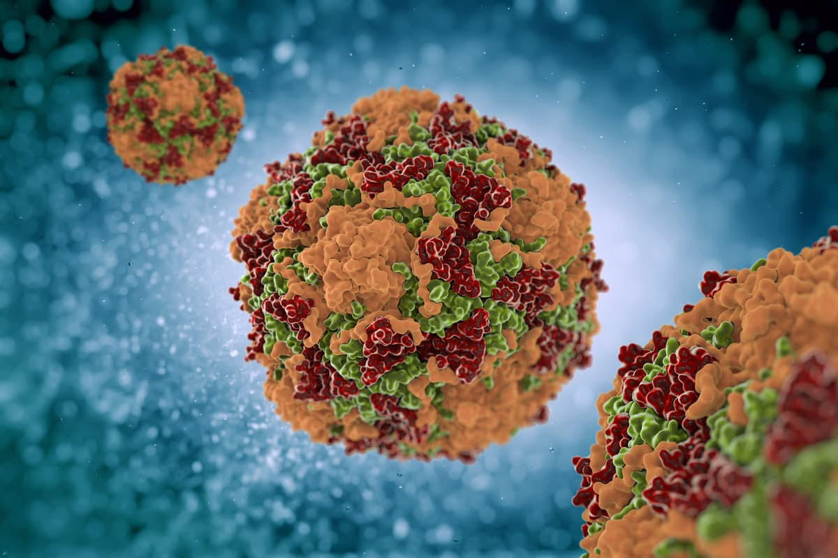 Coxsackievirus (above) is one type of the enterovirus genus associated with the development of type 1 diabetes