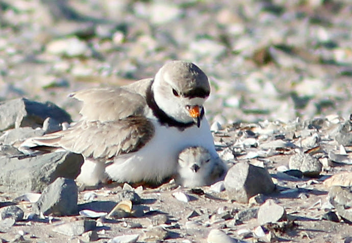 Piping plover parent and its chick