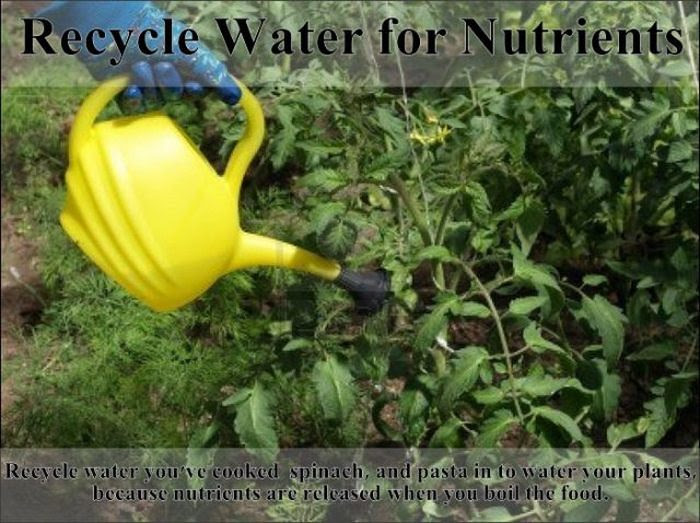 garden tips