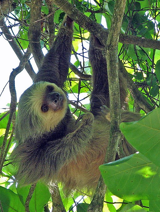 Bestand:Two-toed sloth Costa Rica - 
cropped.jpg