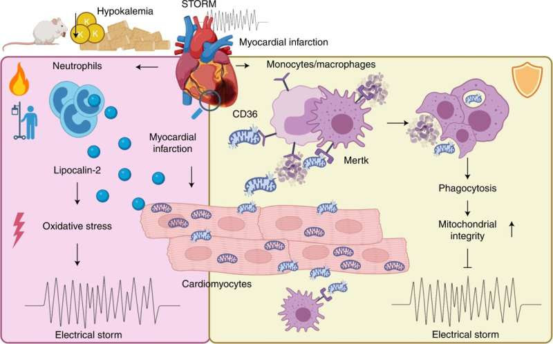 Two different white blood cell types play opposing roles in affecting heartbeat irregularities after heart attack