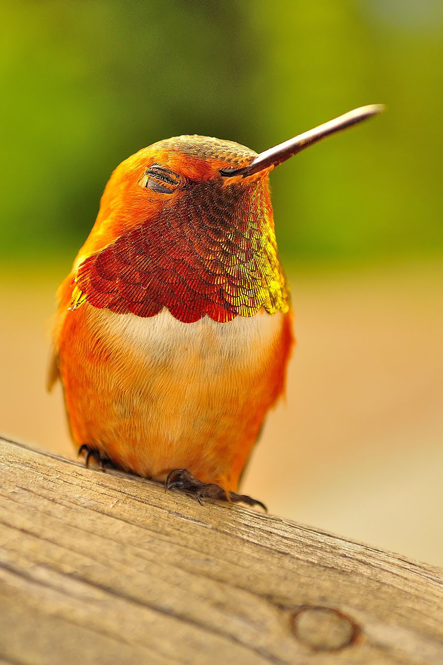 BREATH-TAKING HUMMINGBIRD CLOSE-UPS Cute-beautiful-hummingbird-photography-14