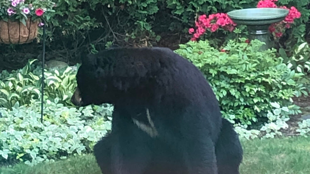  Coventry homeowners recall bear encounter
