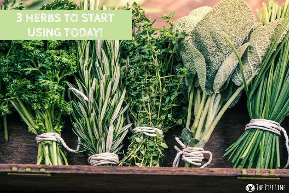3 Herbs To Start Using Today & Tips For Each!